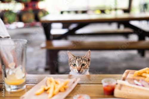Cute cat peers over the edge of a table at some french fries.