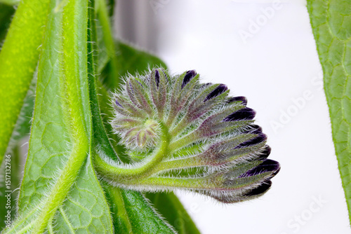 Comfrey Blossom Spiral 04