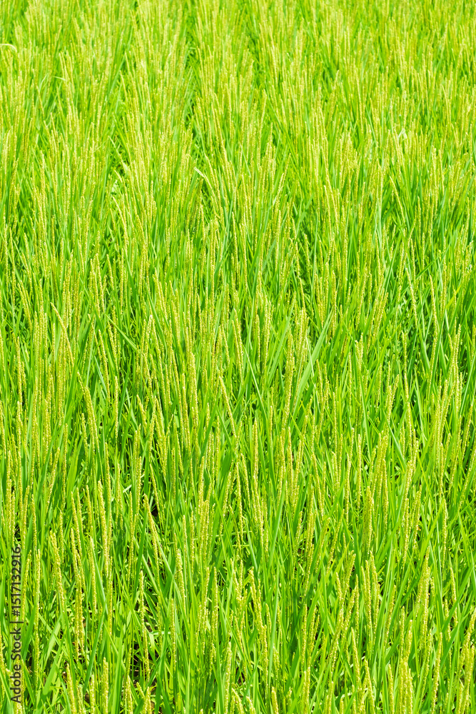 稲 夏 稲 夏