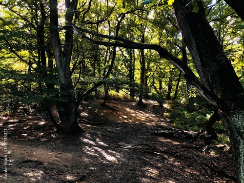 Queenswood Park. Winter morning  walk photo
