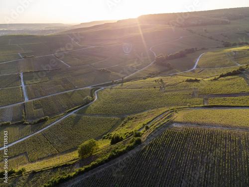 Aerial view on pinot noir grapes growing on grand cru hilly vineyards near village Ay-Champange, Vallee de la Marne, Champagne region, France, row of grape plants