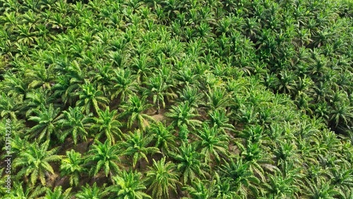 The image from above showcases the dense palm tree plantation, symbolizing the economic importance of palm oil production in global markets and its role in food and product manufacturing.
