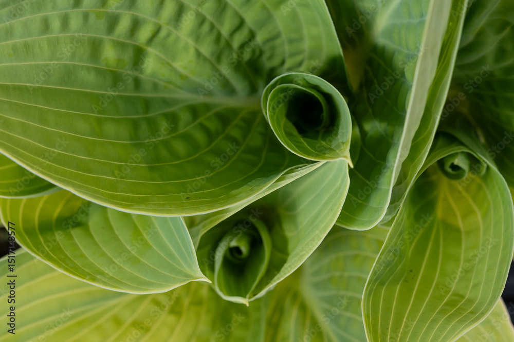 Obraz premium Greel leaves of hostas, plantain lilies widely cultivated as shade-tolerant foliage plants