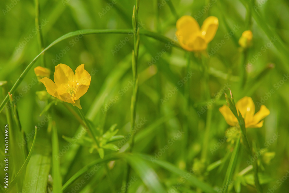 Obraz premium Yellow flowers on a background of green grass.