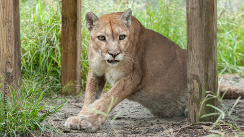 Εκτύπωση καμβά snarling and alert captive adult female Western Cougar in pen snarling and alert