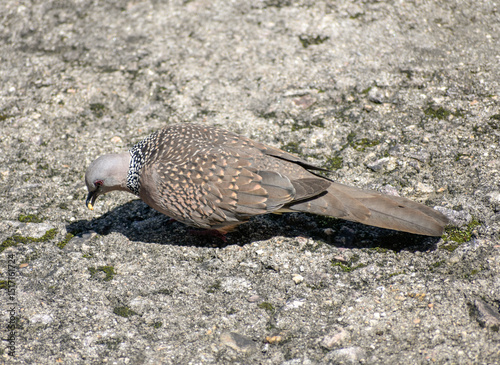 Wild spotted dove pecking for food on an urban ground.