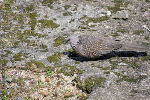 Wild spotted dove pecking for food on an urban ground.