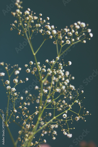 Studio photo of a flowers  photo