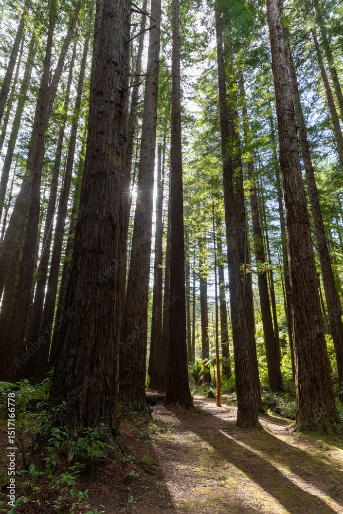 Fototapeta premium Sunlight filters through towering redwood trees inOpoutere, Whangamata, Coromandel Peninsula, New Zealand. The serene forest scene features a small stream.