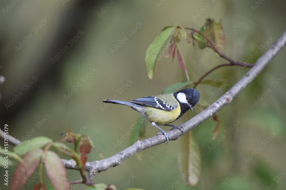 Naklejka premium The green-backed tit (Parus monticolus) is a species of bird in the family Paridae. This photo was taken in North India.