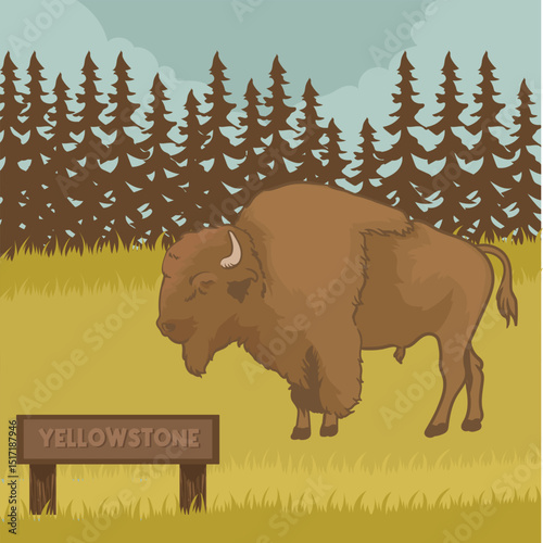 The mighty bison is in yellowstone