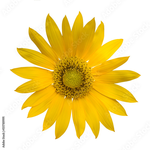 Realistic sunflower in full bloom isolated on a transparent background