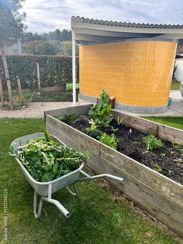 UGC vegetable garden with fresh produce in wheelbarrow photo