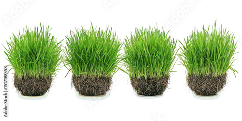 Fresh green grass in small clumps with visible roots on white background  