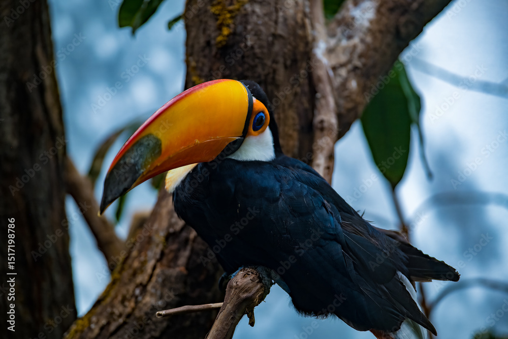 Naklejka premium Wildlife observation of a toucan perched on a branch in a tropical forest
