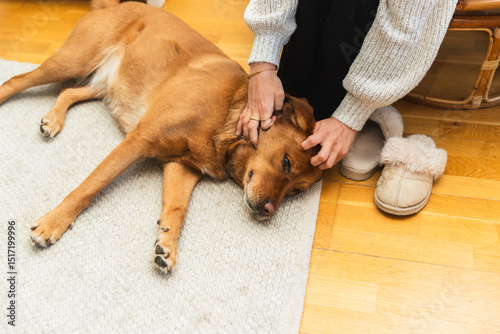 Gentle Hands Petting a Contented Light Brown Dog on a Soft Rug photo