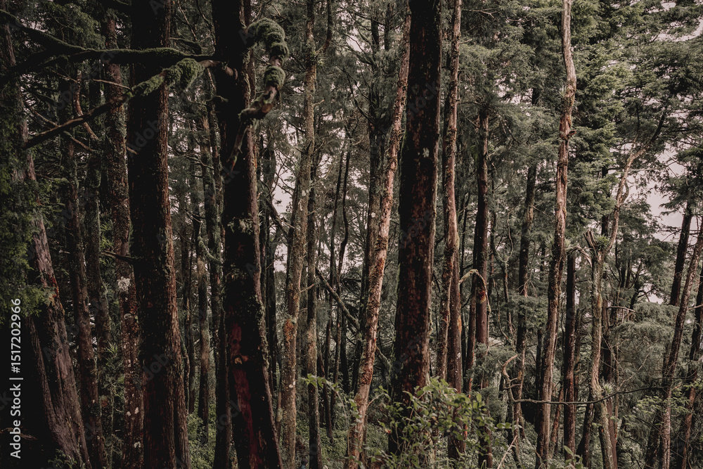 Fototapeta premium Enigmatic Forest Exploring the Deep Woods and Ancient Trees