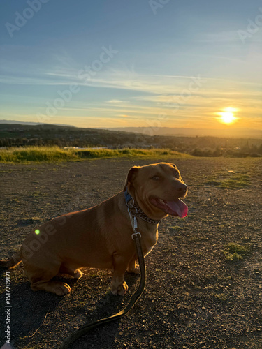 UGC dog panting sunset