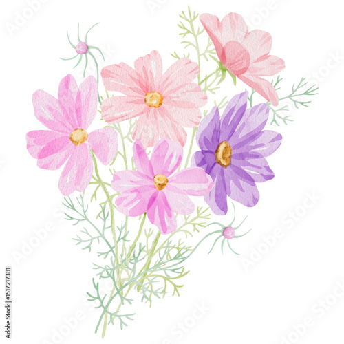 Fototapeta Naklejka Na Ścianę i Meble -  Cosmea flower bouquet. Hand-drawn watercolor illustration of a cosmos bipinnatus on white background. Perfect for wedding invitations, botanical prints, minimalist home decor, romantic greeting cards