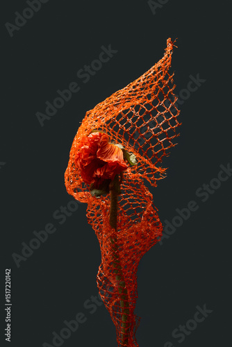 Red unopened poppy flower wrapped in net against black backgroun