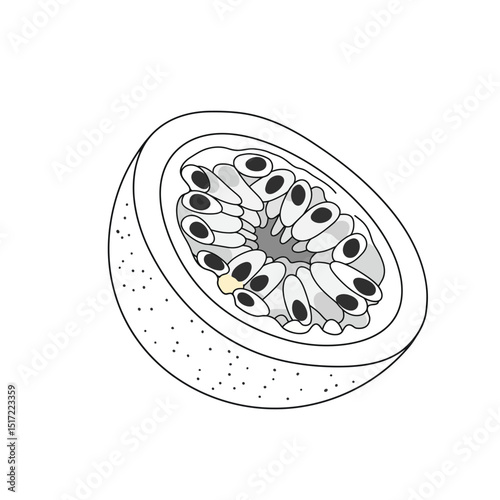 Halved Passion Fruit Illustration Detailed Line Art Depiction