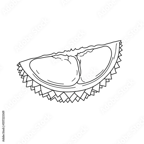 Handdrawn Durian Slice Detailed Line Art of Tropical Fruit