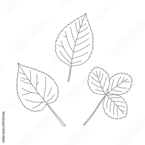Outlined Botanical Trio Diverse Leaf Shapes and Vein Details