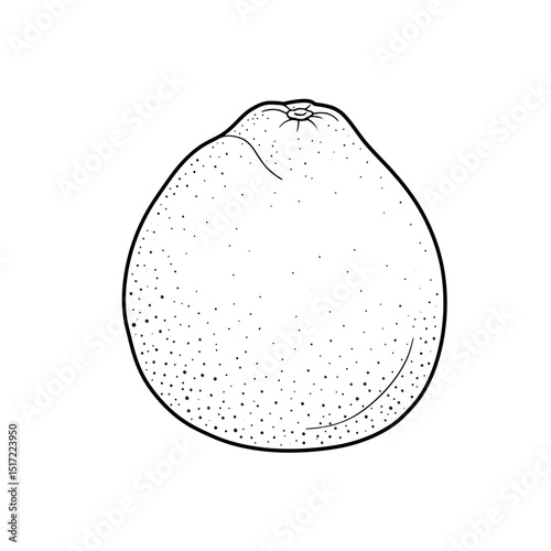 Stippled Pomelo Illustration A Detailed Line Art Depiction