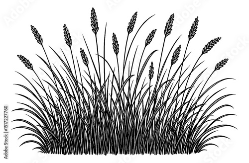 Black and White Illustration of a Patch of Grass with Seed Heads