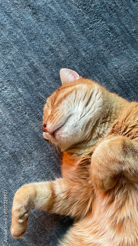 Cute sleeping cat