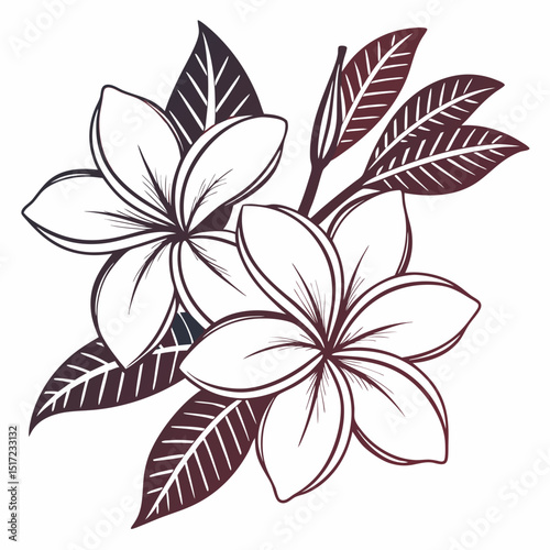 Elegant Plumeria Flower Illustration with Detailed Leaves and a Gradient Outline