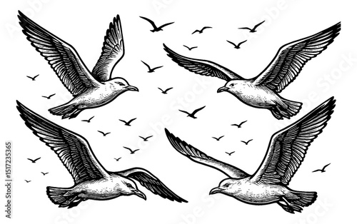 Seagulls Flying Together in Engraving Style Black and White Sketch with Detailed Wings and Feathers