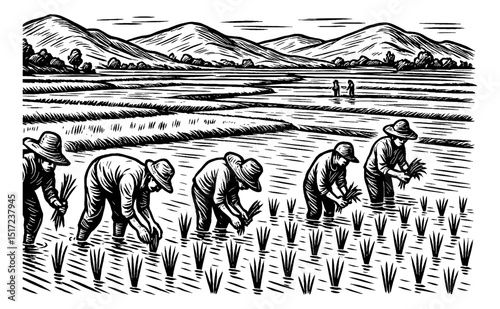 Farmers planting rice seedlings in a rice paddy field, vintage engraving style illustration