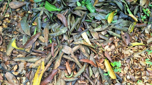 Explore the natural texture of dry and dead leaves piled on the ground, a classic scene of autumn with brown leaf litter covering the forest floor