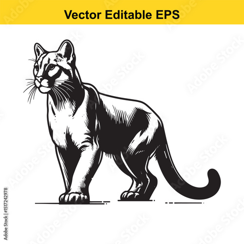 Majestic Cougar in Black and White: A Vector Illustration