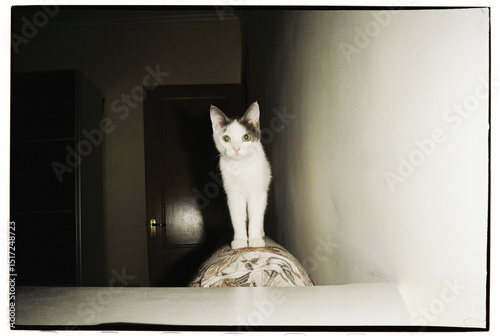 Curious Cat Standing Alert on Armchair
