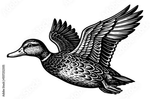 Detailed Black and White Engraving of a Duck Flying with Wings Spread Wide Open