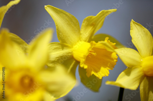 Dafodil flowers detail photo