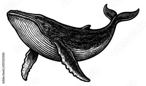 Engraving Illustration of Humpback Whale on White Background, Hand Drawn Line Art Vector