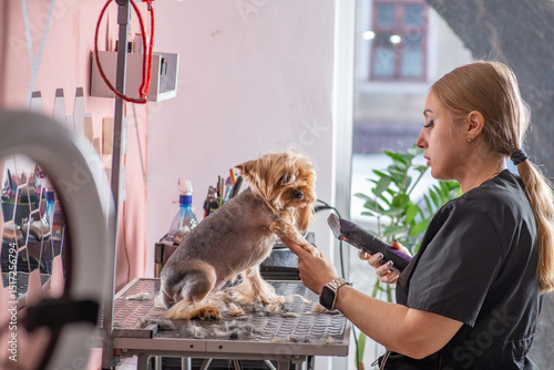 Groomer clipping Yorkshire Terrer