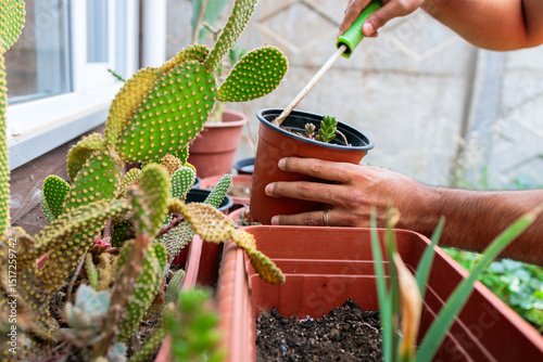 Gardener man repotting succulents at home