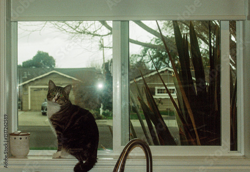 Cat on a Windowsill