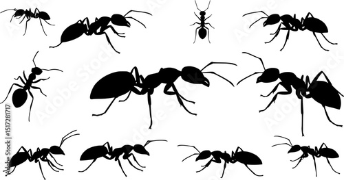 Insect Insects ant ants emmet pismire banner Vector, vector set silhouette
