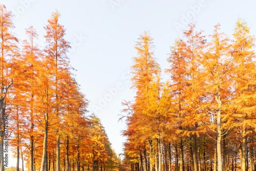 Fototapeta Naklejka Na Ścianę i Meble -  Beautiful colorful forest landscape in autumn season