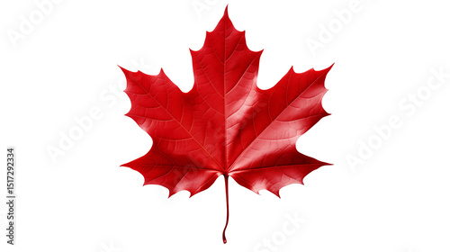 Isolated red maple leaf on a transparent background