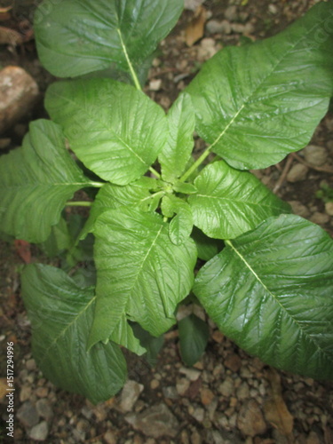 Jumbo spinach growing next to the house
