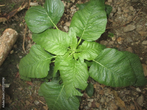 Jumbo spinach growing next to the house