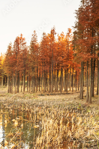 Fototapeta Naklejka Na Ścianę i Meble -  Beautiful colorful forest landscape in autumn season