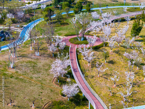 Aerial View of Cherry Blossoms in Full Bloom at Park