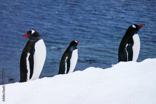 Wallpaper Mural Three Gentoo penguins (Pygoscelis papua) standing on snowy terrain in Antarctica. Torontodigital.ca